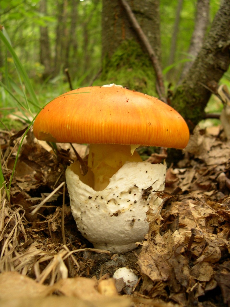 Amanita caesarea, imagen de referencia del catálogo