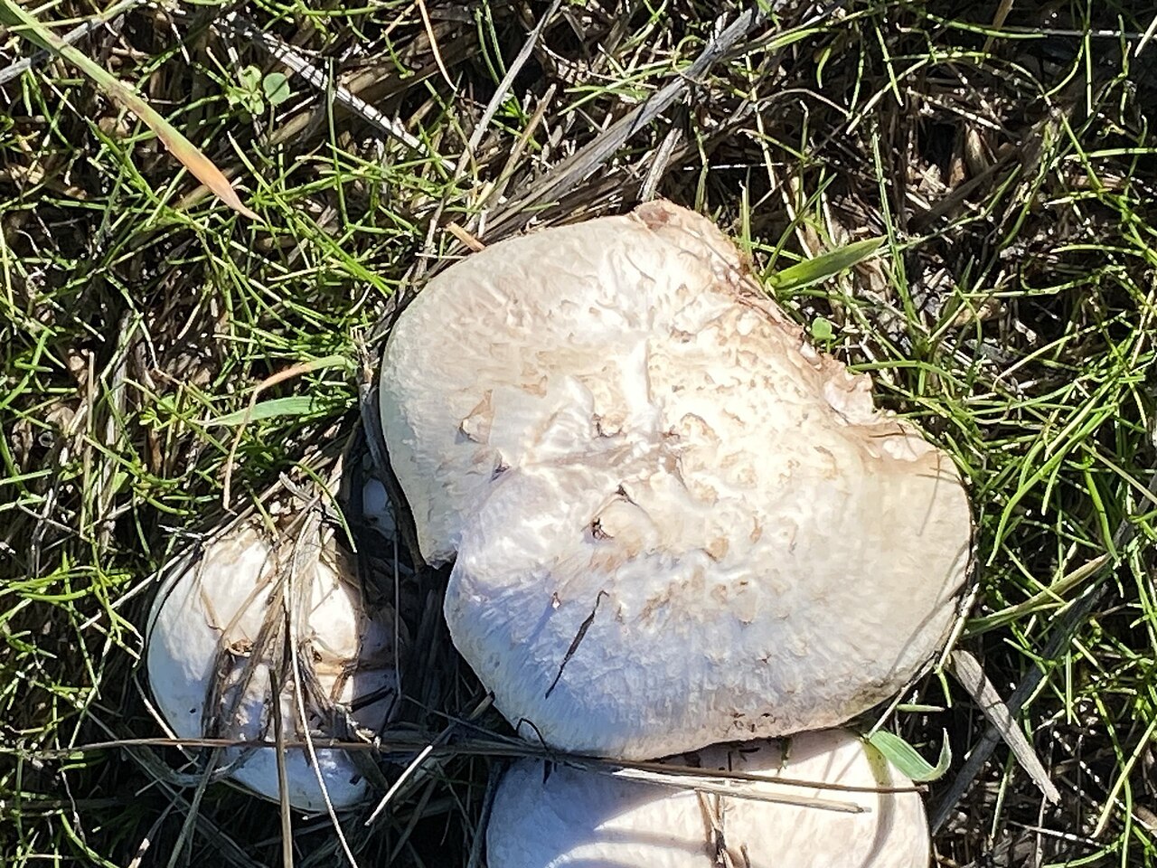 Agaricus campestris, imagen de referencia del catálogo