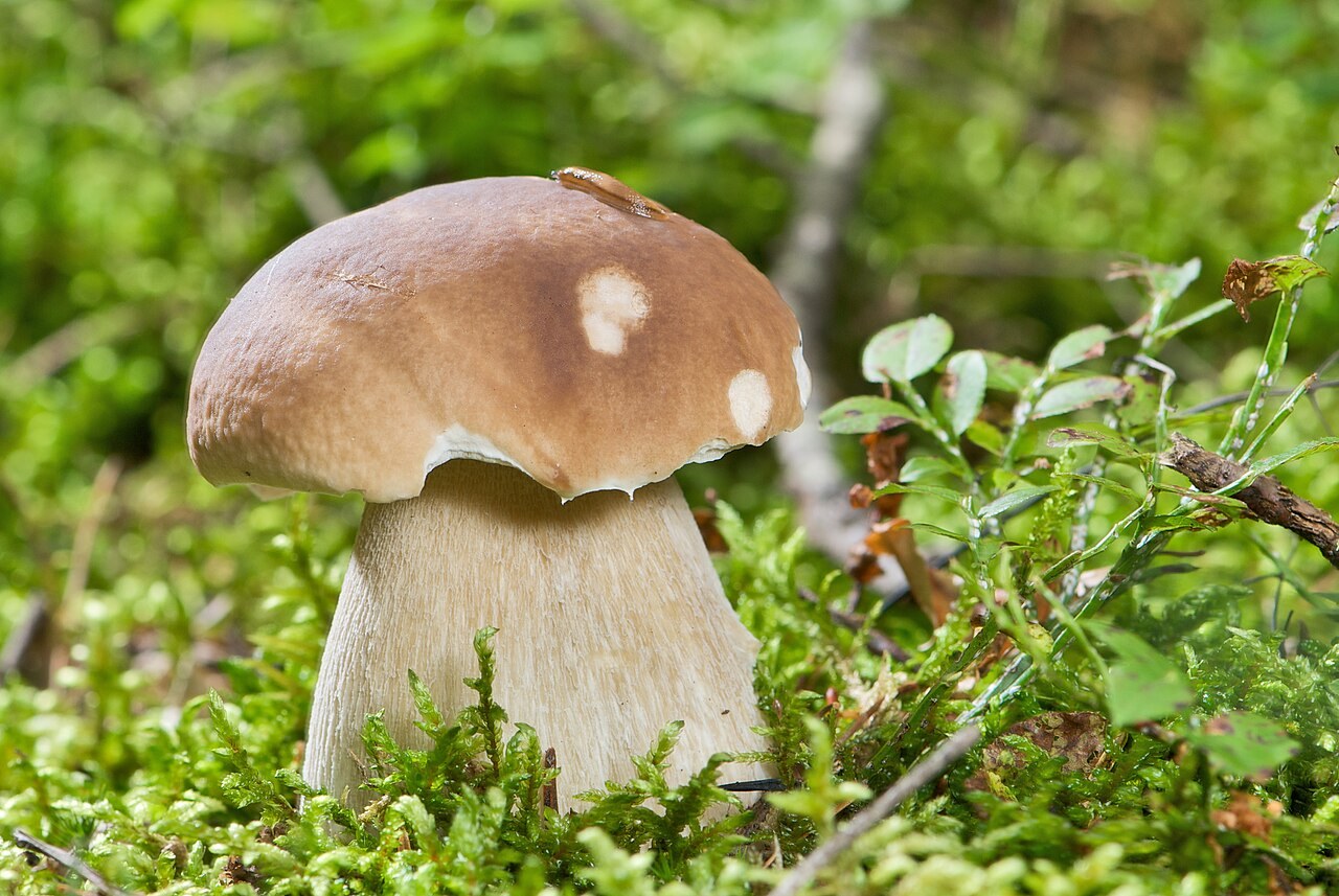 Boletus edulis, imagen de referencia del catálogo