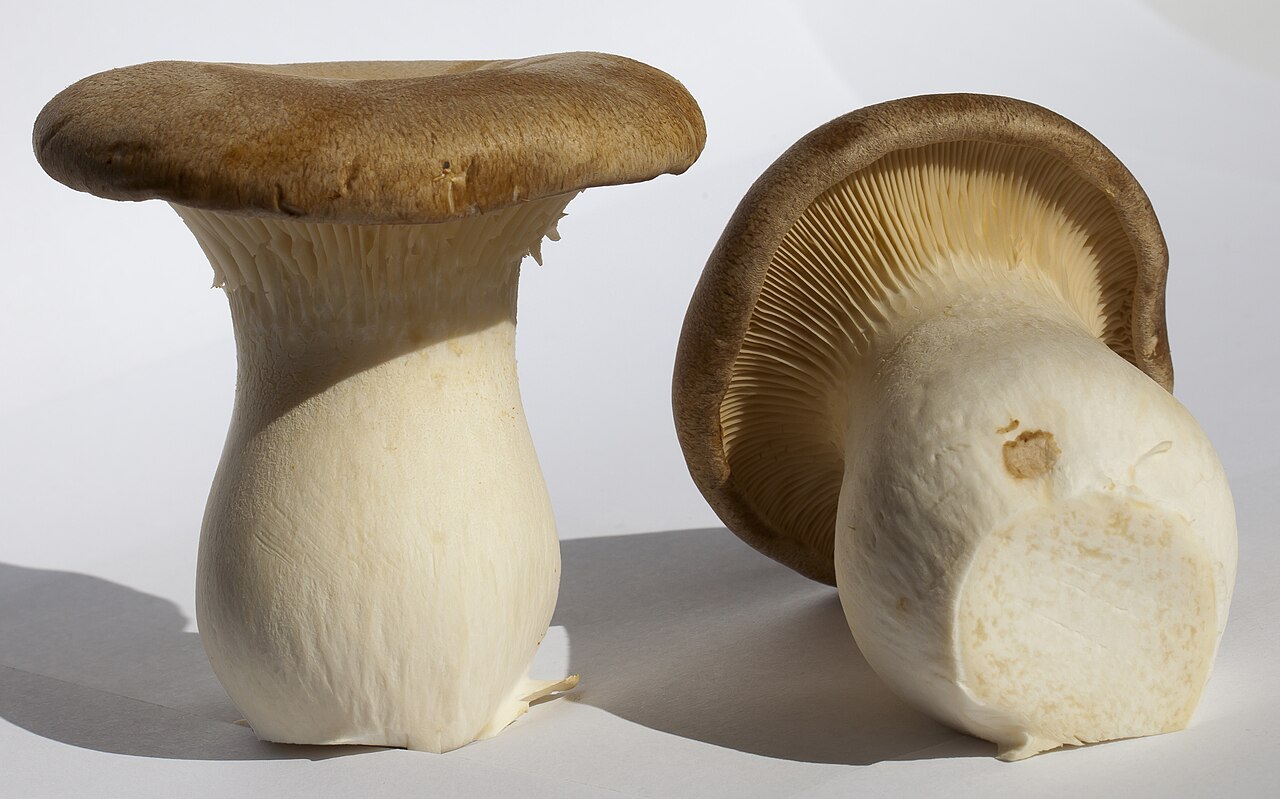 Pleurotus eryngii, imagen de referencia del catálogo