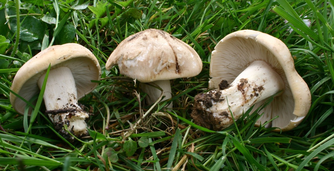 Calocybe gambosa, imagen de referencia del catálogo