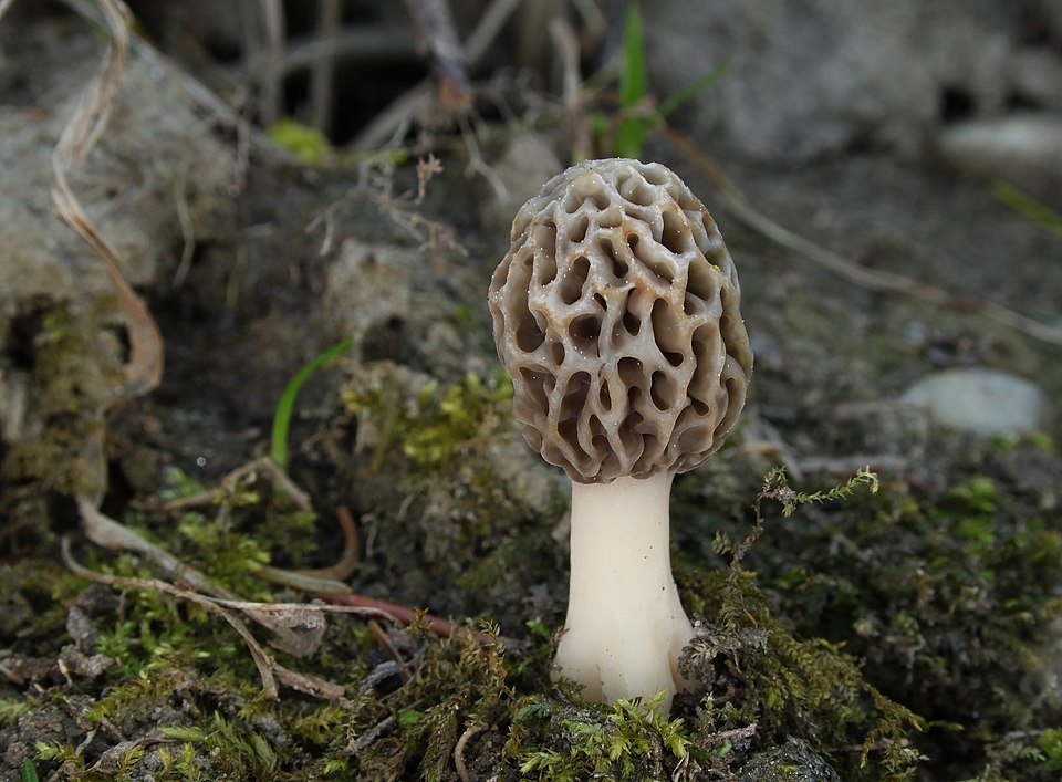 Morchella esculenta, imagen de referencia del catálogo