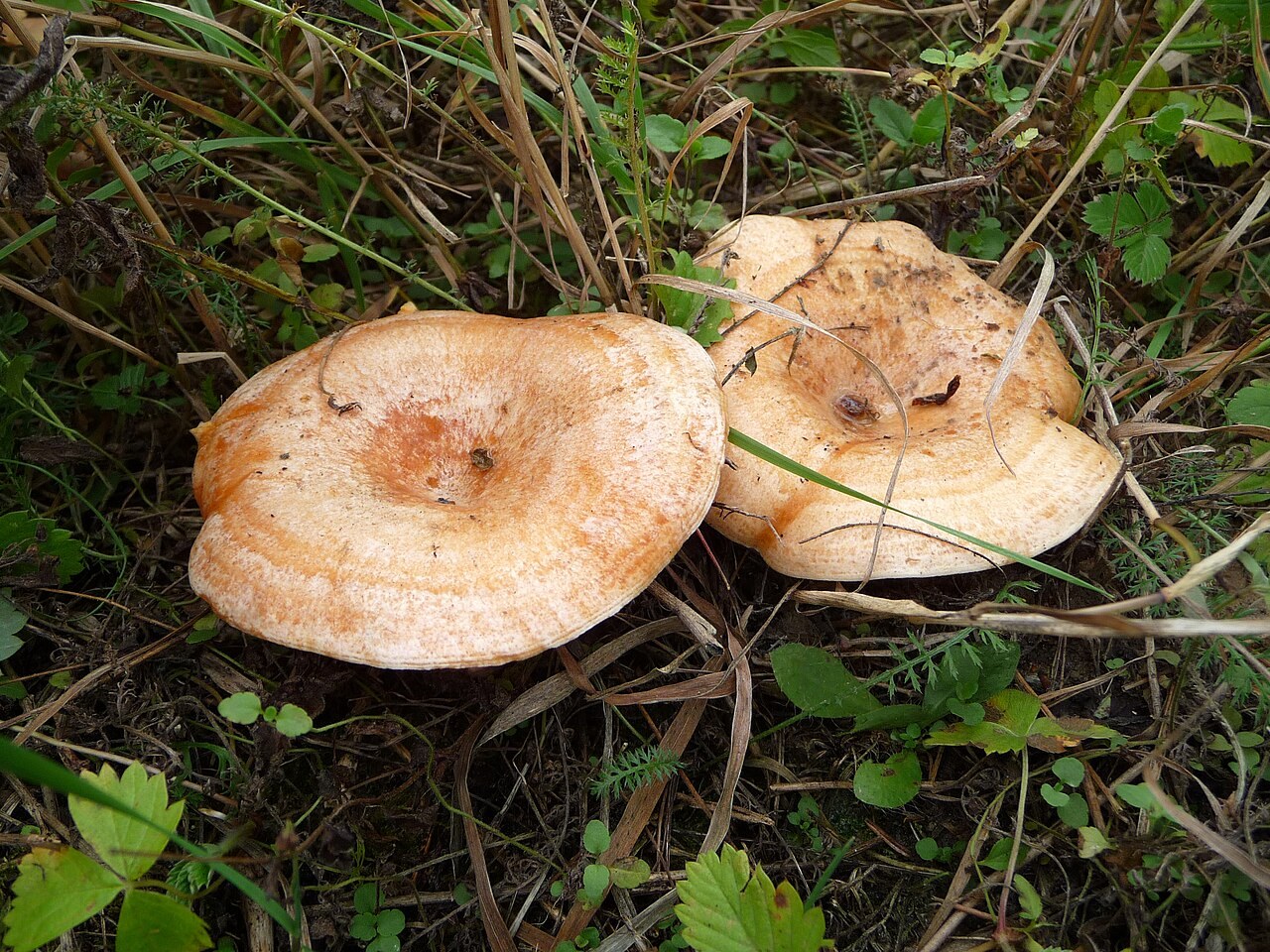 Lactarius deliciosus, imagen de referencia del catálogo
