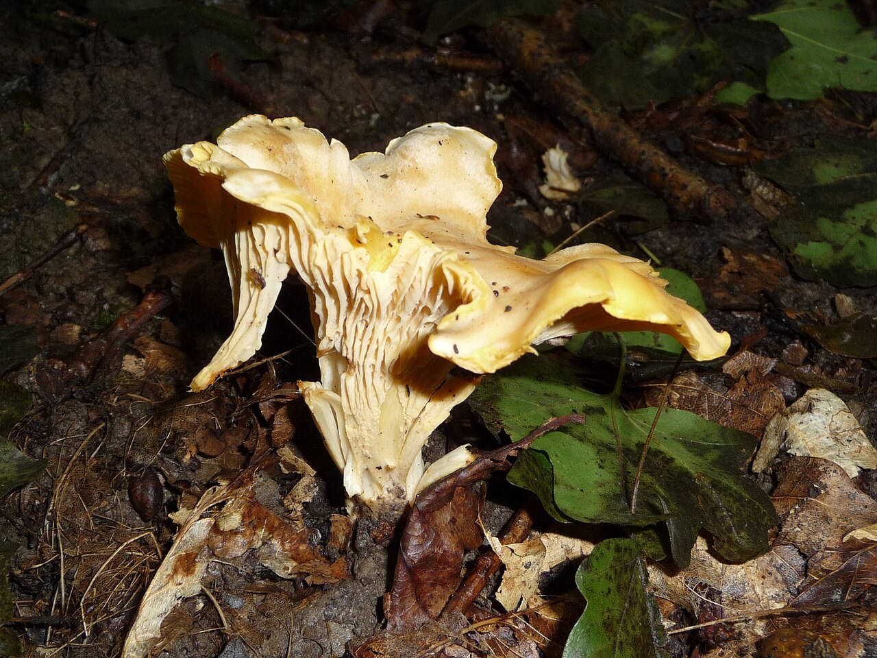 Cantharellus cibarius, imagen de referencia del catálogo